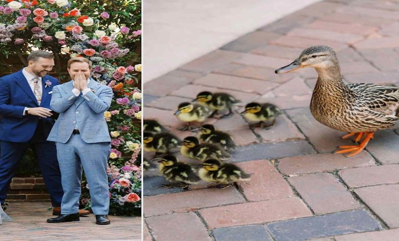 Quack Attack! Adorable Duck Parade Steals the Show at Wedding